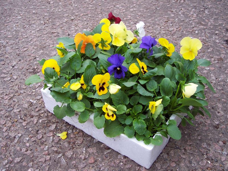 Bedding Plants Near London Clockhouse Nursery Bedding Plants Near London Clockhouse, What Is Meant By Bedding Plants